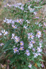 Symphyotrichum novi-belgii