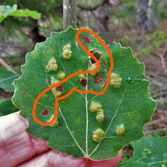 Aceria varia