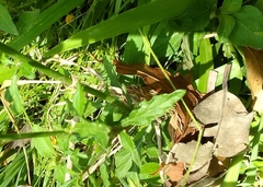 Cyanthillium cinereum