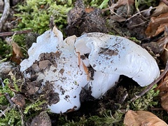 Hygrophorus eburneus