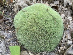 Leucobryum