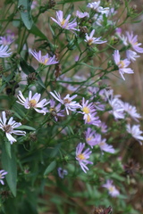 Symphyotrichum novi-belgii