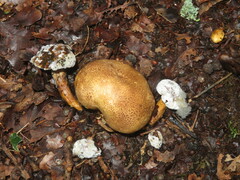 Pseudoboletus parasiticus