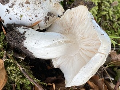 Hygrophorus eburneus