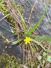 Hypoxis
