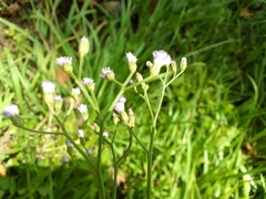 Cyanthillium cinereum