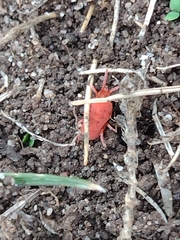 Trombidioidea