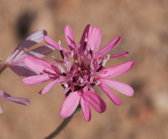 Palafoxia sphacelata