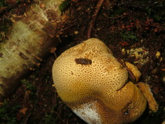 Suillia variegata