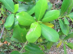 Ficus burtt-davyi