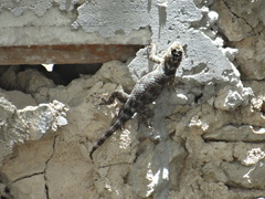 Sceloporus serrifer