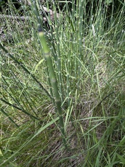 Equisetum laevigatum