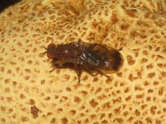 Suillia variegata