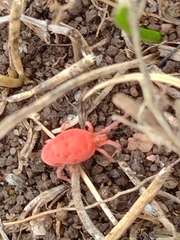 Trombidioidea