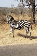 Equus quagga chapmani