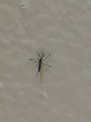 Aedes aegypti