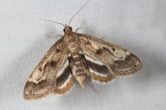Parapoynx obscuralis