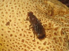 Suillia variegata