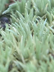 Leucobryum