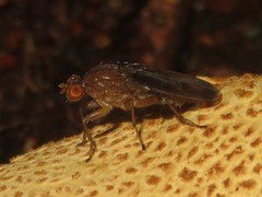 Suillia variegata