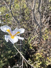Dietes grandiflora