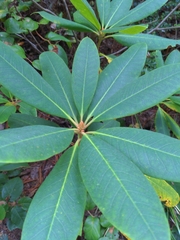 Rhododendron macrophyllum