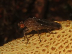 Suillia variegata