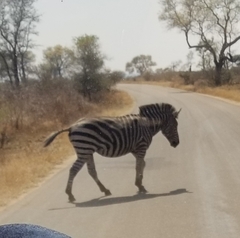 Equus quagga chapmani