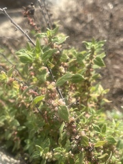 Parietaria judaica