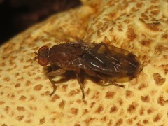 Suillia variegata