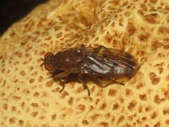 Suillia variegata