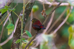 Cryptospiza reichenovii