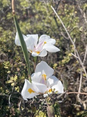 Dietes grandiflora