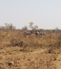 Equus quagga chapmani