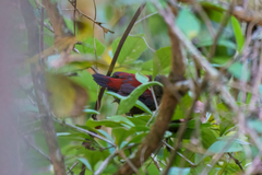 Cryptospiza reichenovii