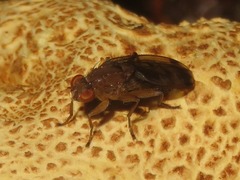Suillia variegata
