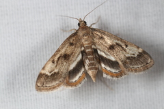 Parapoynx obscuralis