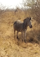 Equus quagga chapmani