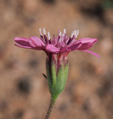 Palafoxia sphacelata