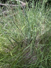 Equisetum laevigatum