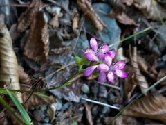 Dianthus armeria