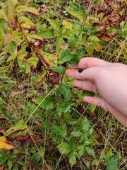 Symphyotrichum undulatum