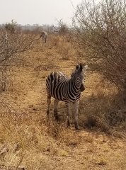Equus quagga chapmani