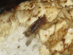 Suillia variegata