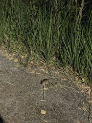 Apodemus flavicollis