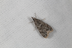Eudonia heterosalis