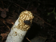 Phallus impudicus