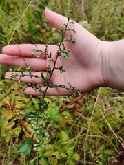 Symphyotrichum undulatum