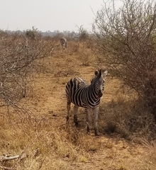 Equus quagga chapmani
