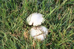 Agaricus xanthodermus
